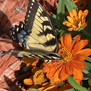 Meet your Posher, Princess peach